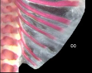 Rodent Ribs DevTox.Nomenclature: Rabbit - Rib - Short